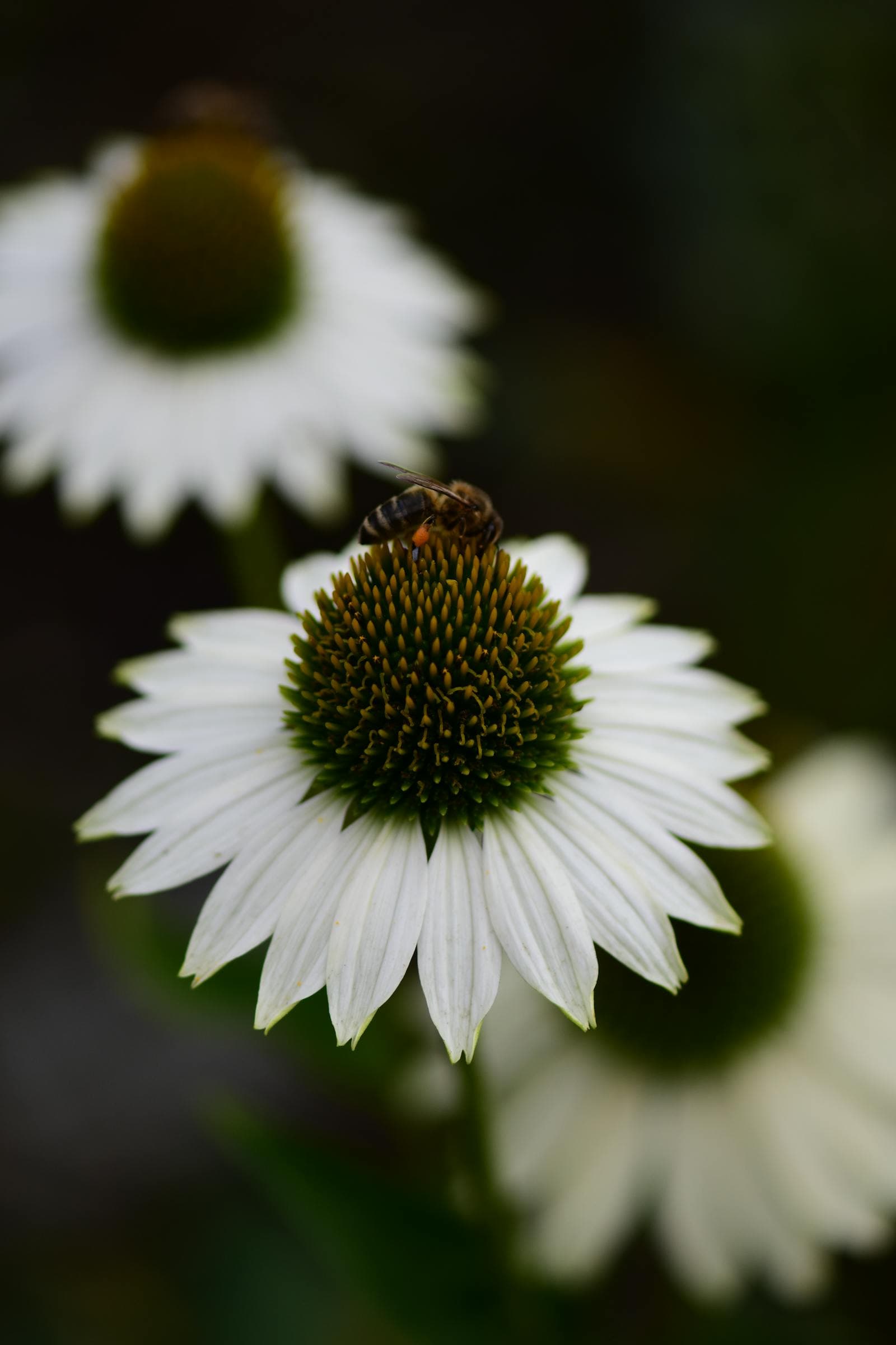 Flowers for Pollinators in a Tidy Front Yard
