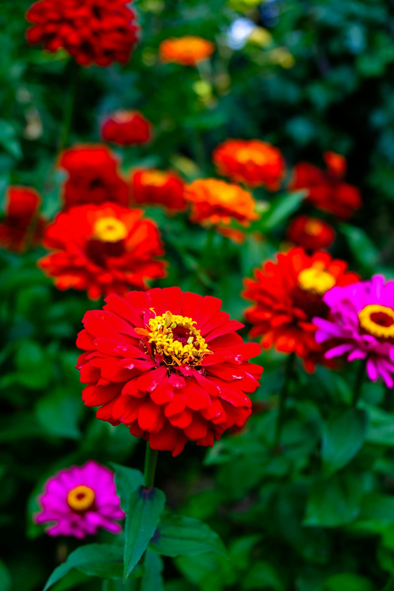 Flowers That Earn Their Space in Small Borders