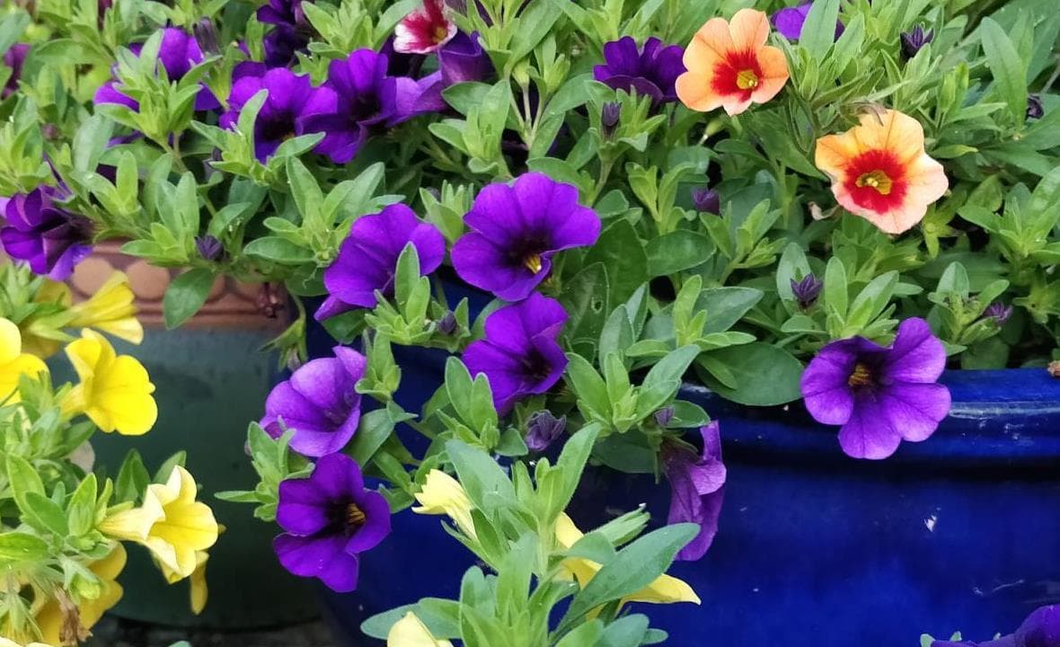 Bright pansies and mixed flowers filling a container