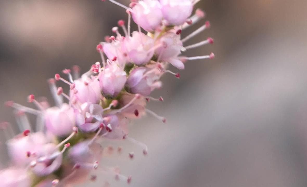 A flowering shrub stem adding structure and texture