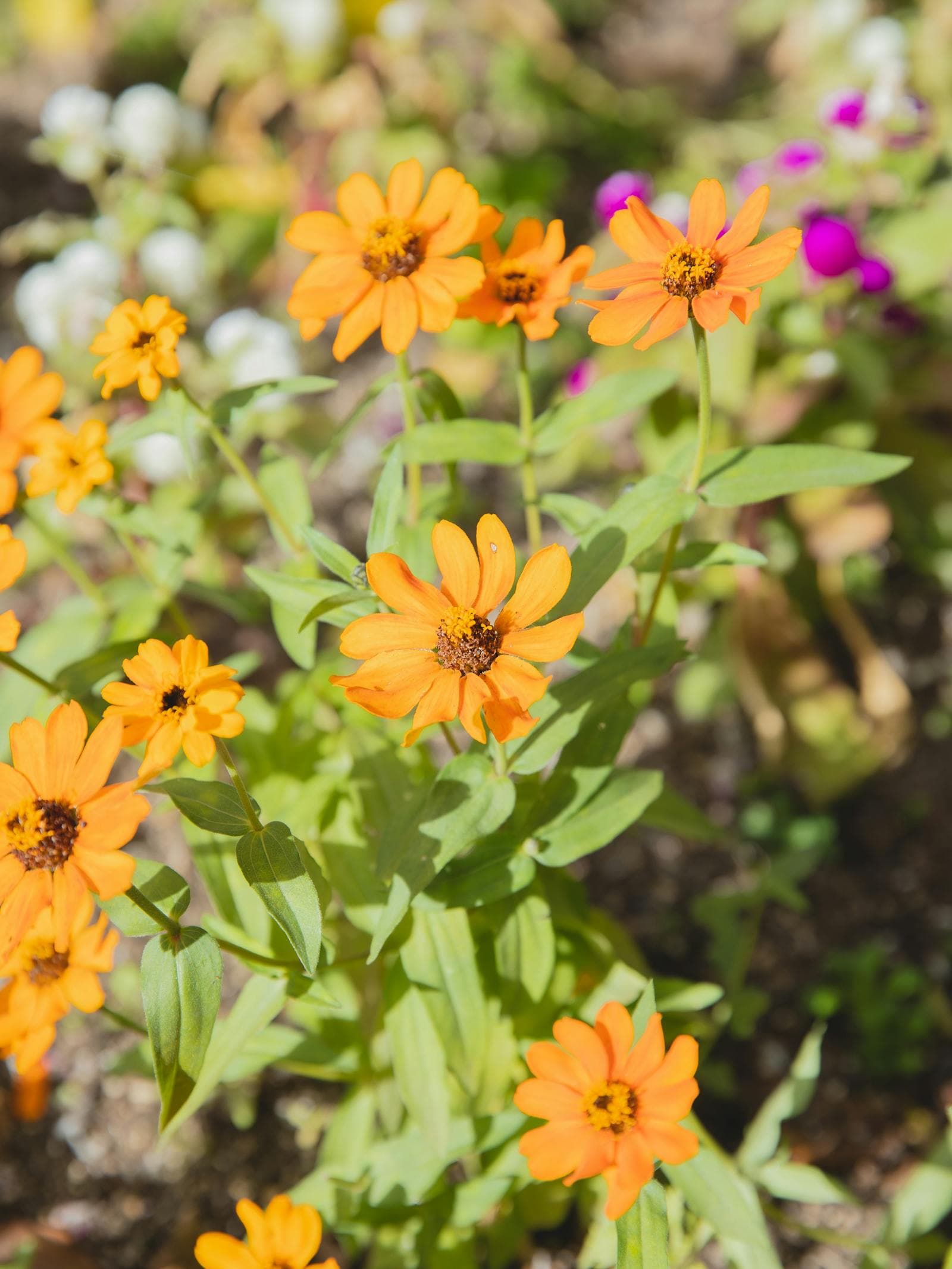 The May to July Flower Calendar for Busy Gardeners