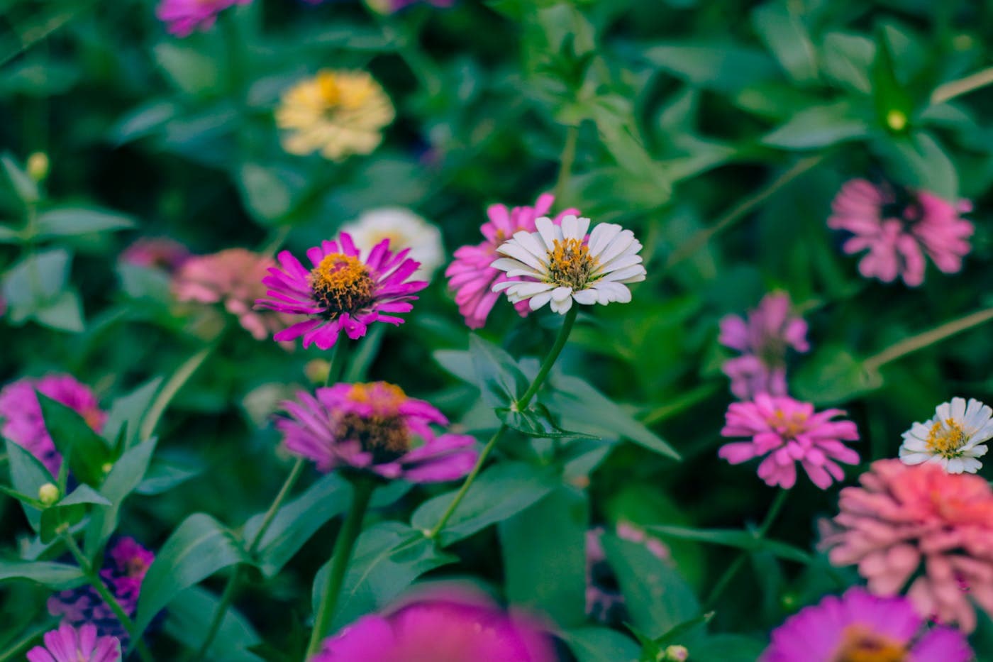 Flowers garden inspiration