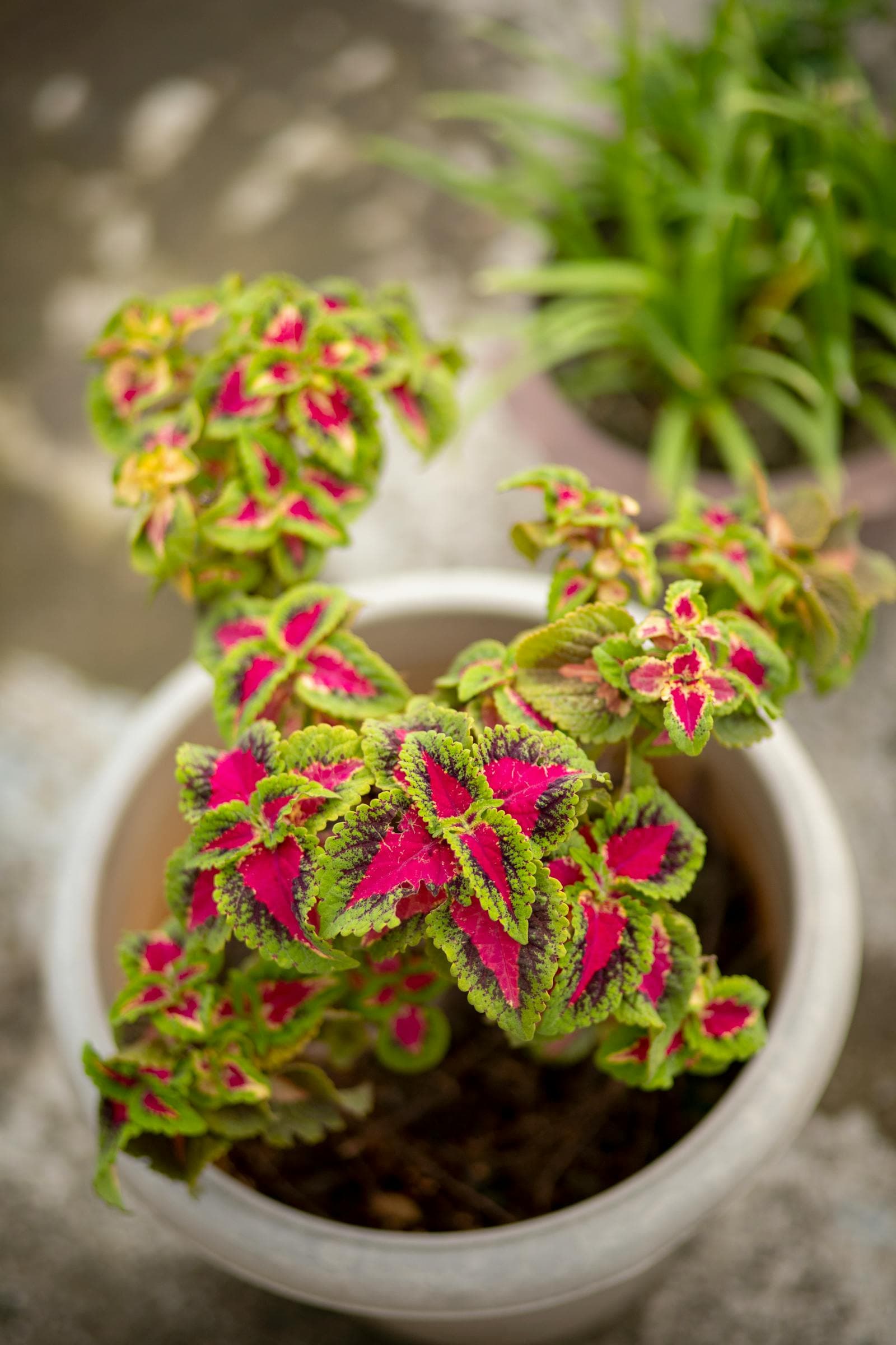 How to Care for Foliage Plants in Flower Containers