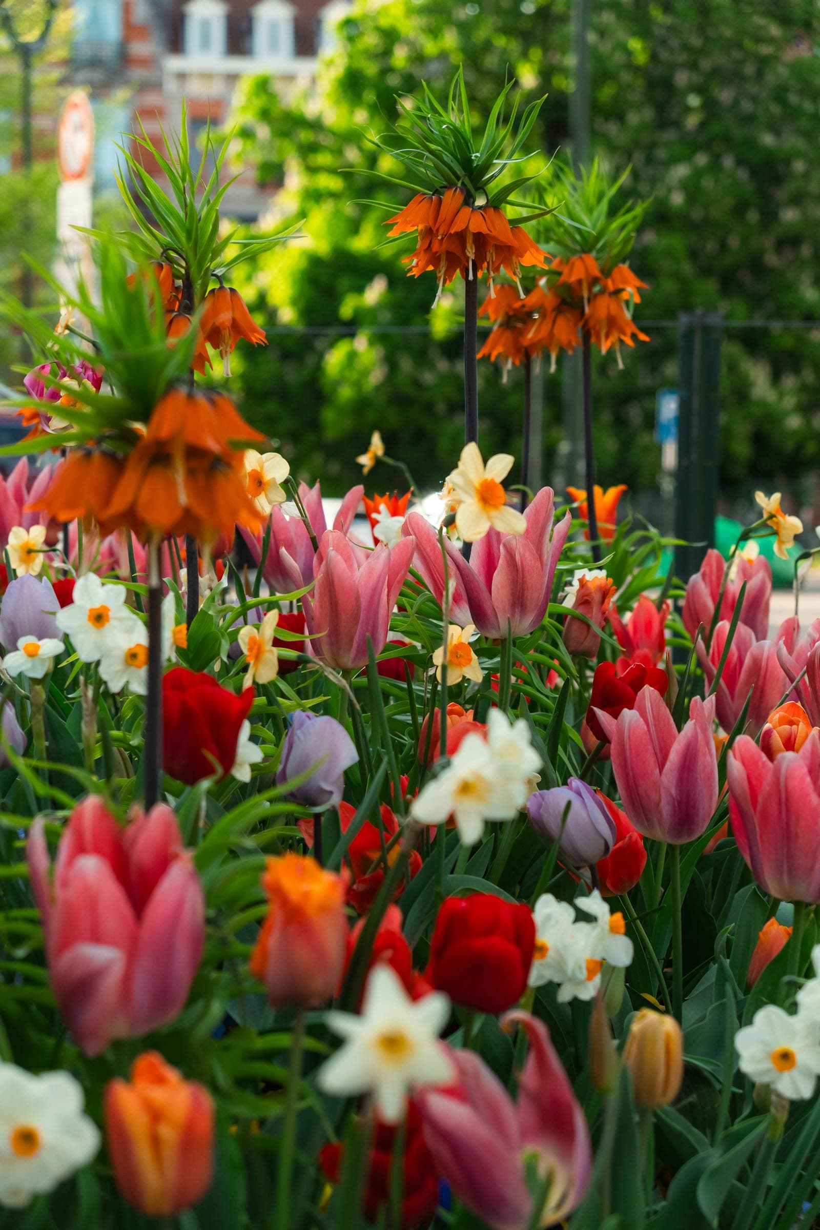 What to Do in Fall If You Want More Spring Flowers