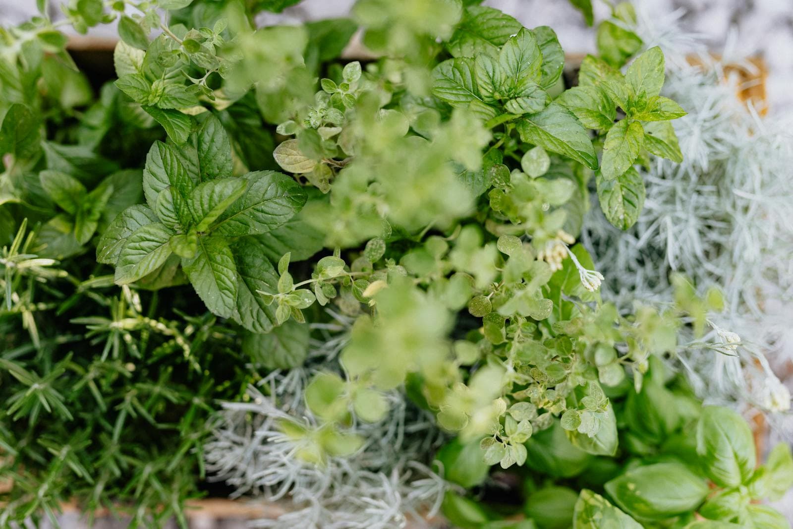Herbs That Belong Near Flower Beds