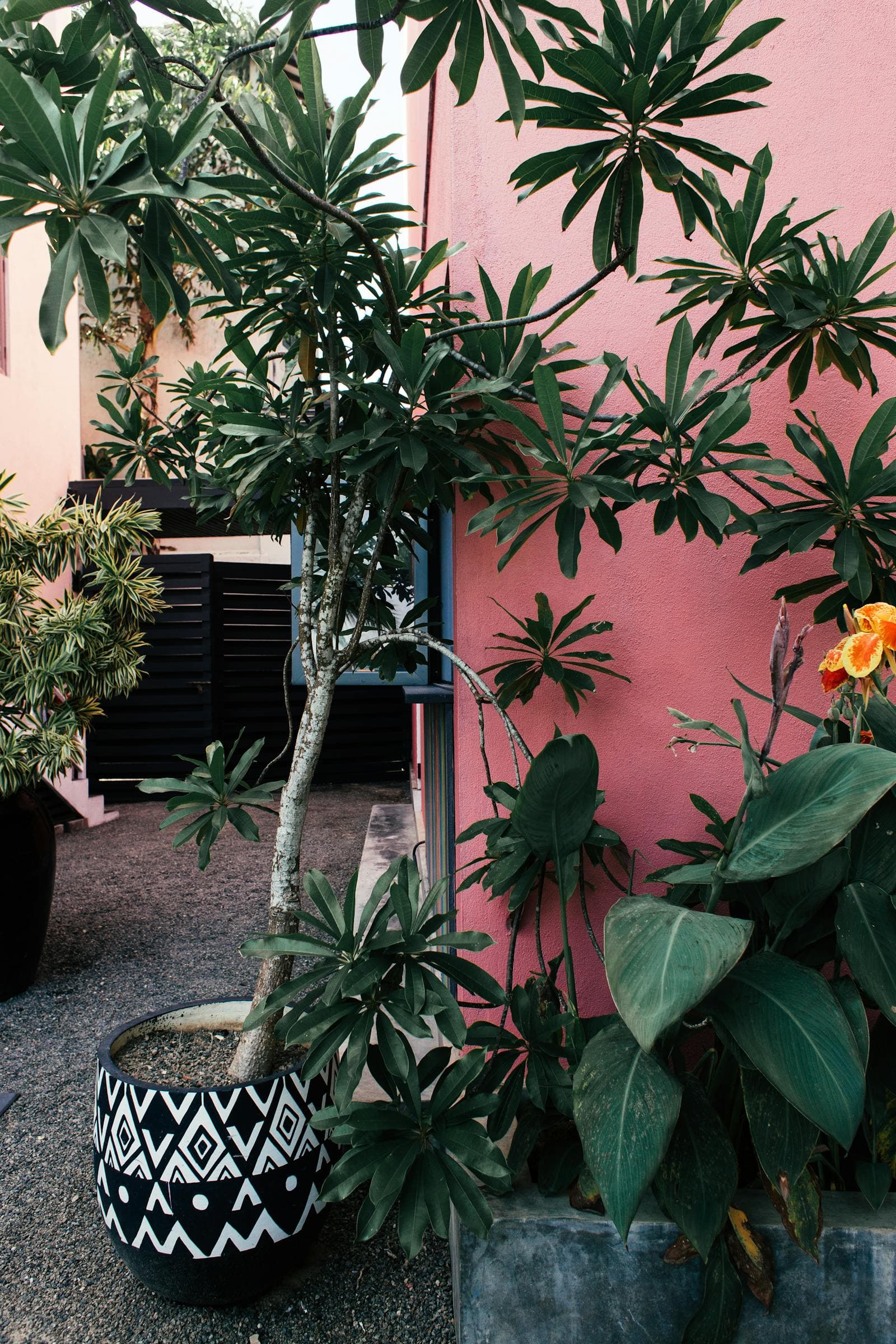 Houseplants That Can Summer Outside Safely