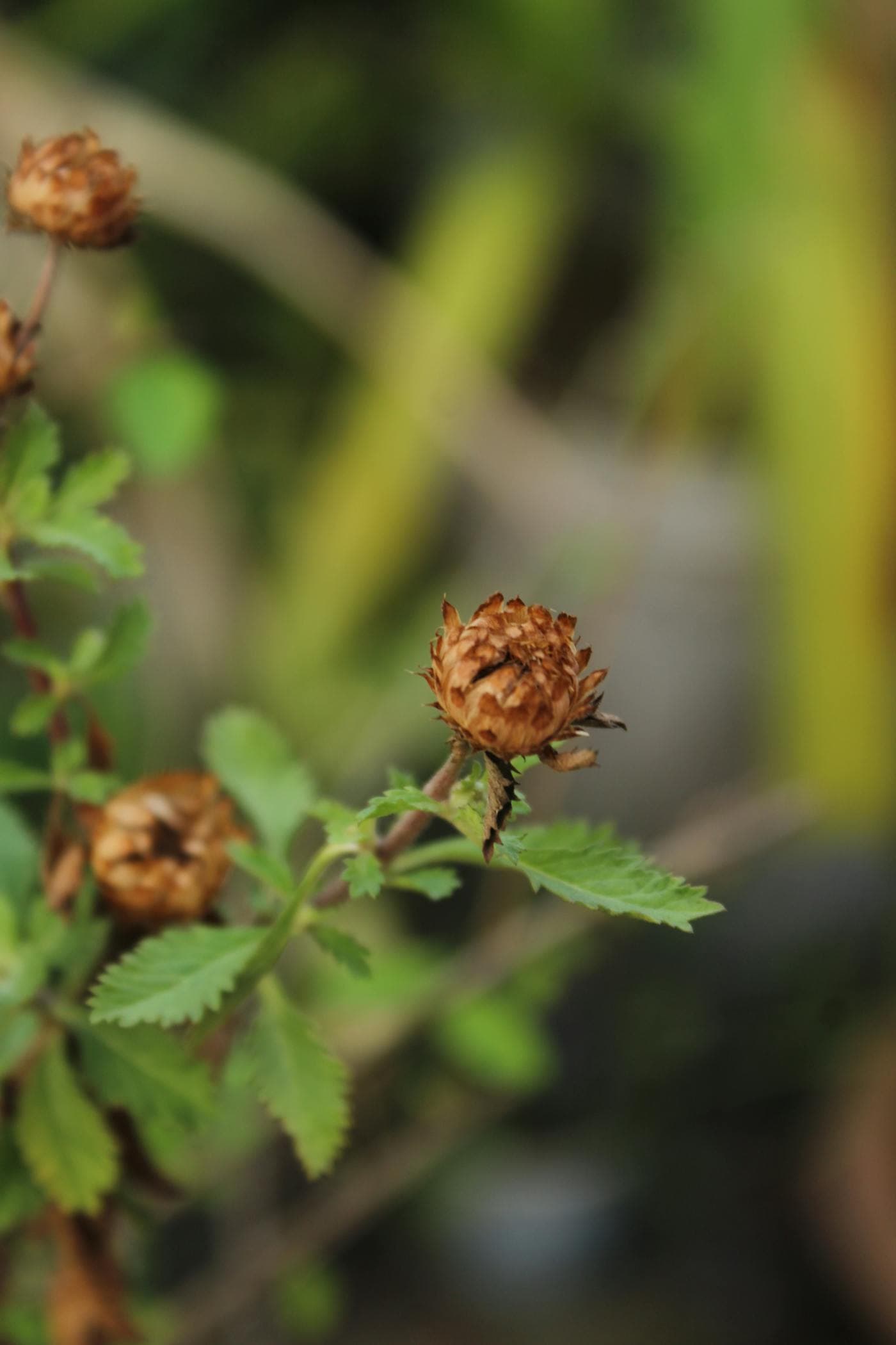 Spent brown flower heads ready to be cut from green stems