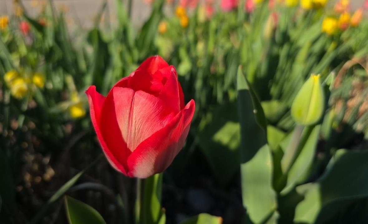 A red tulip opening in a simple spring flower planting