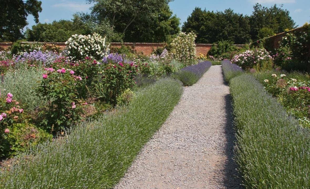 A lavender path edge leading through a garden