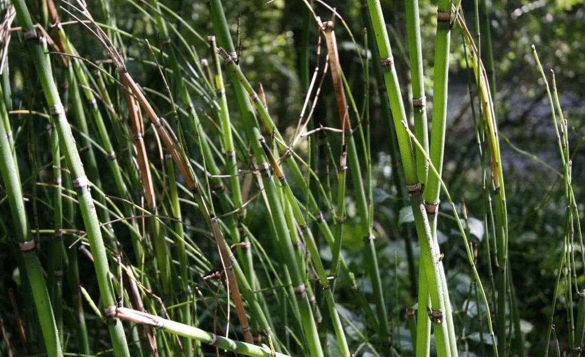 Tall grasses and shade plants creating a soft path edge
