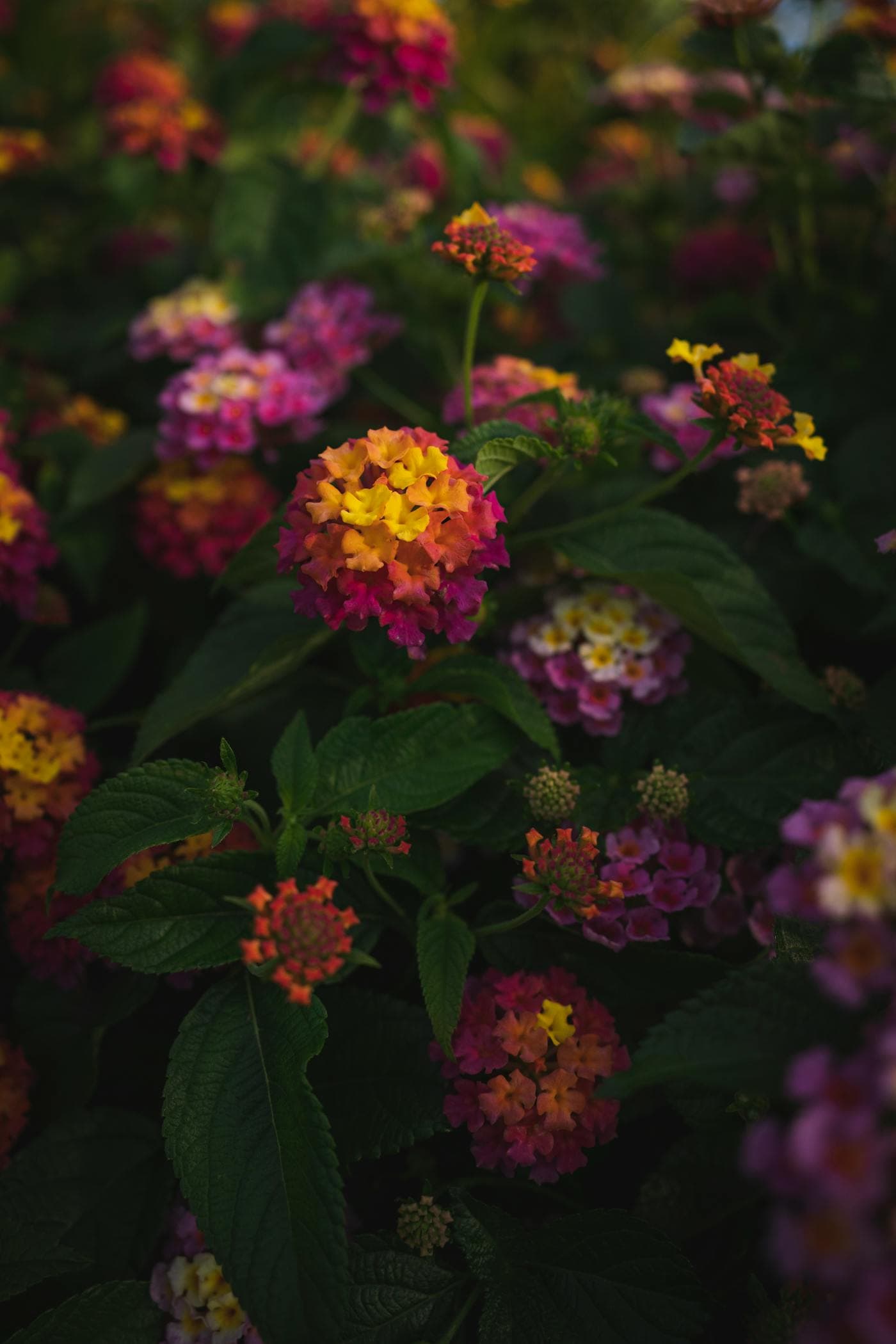 Pink, orange, and yellow lantana flowers blooming in summer