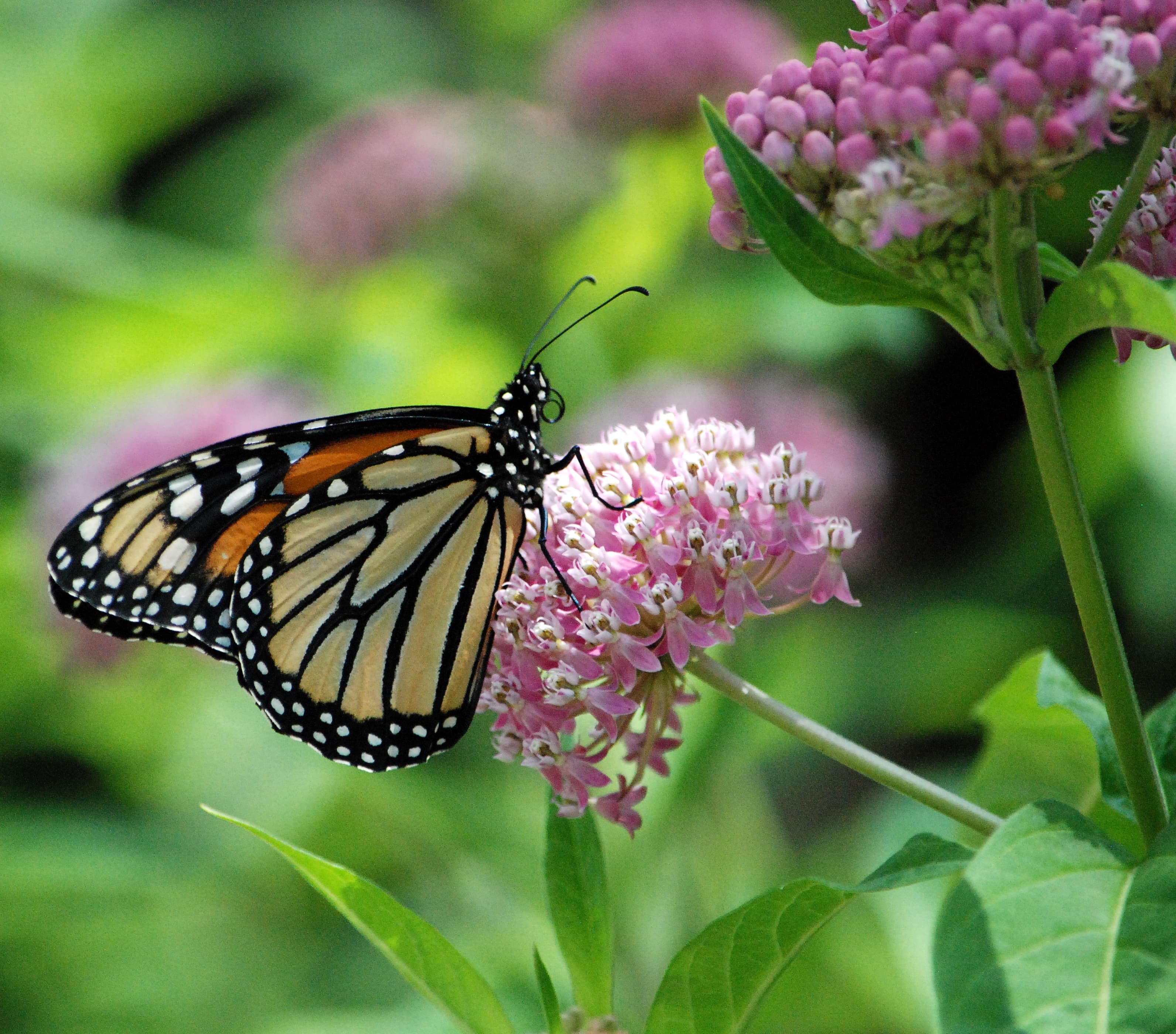 A monarch butterfly feeding from pink swamp milkweed flowers