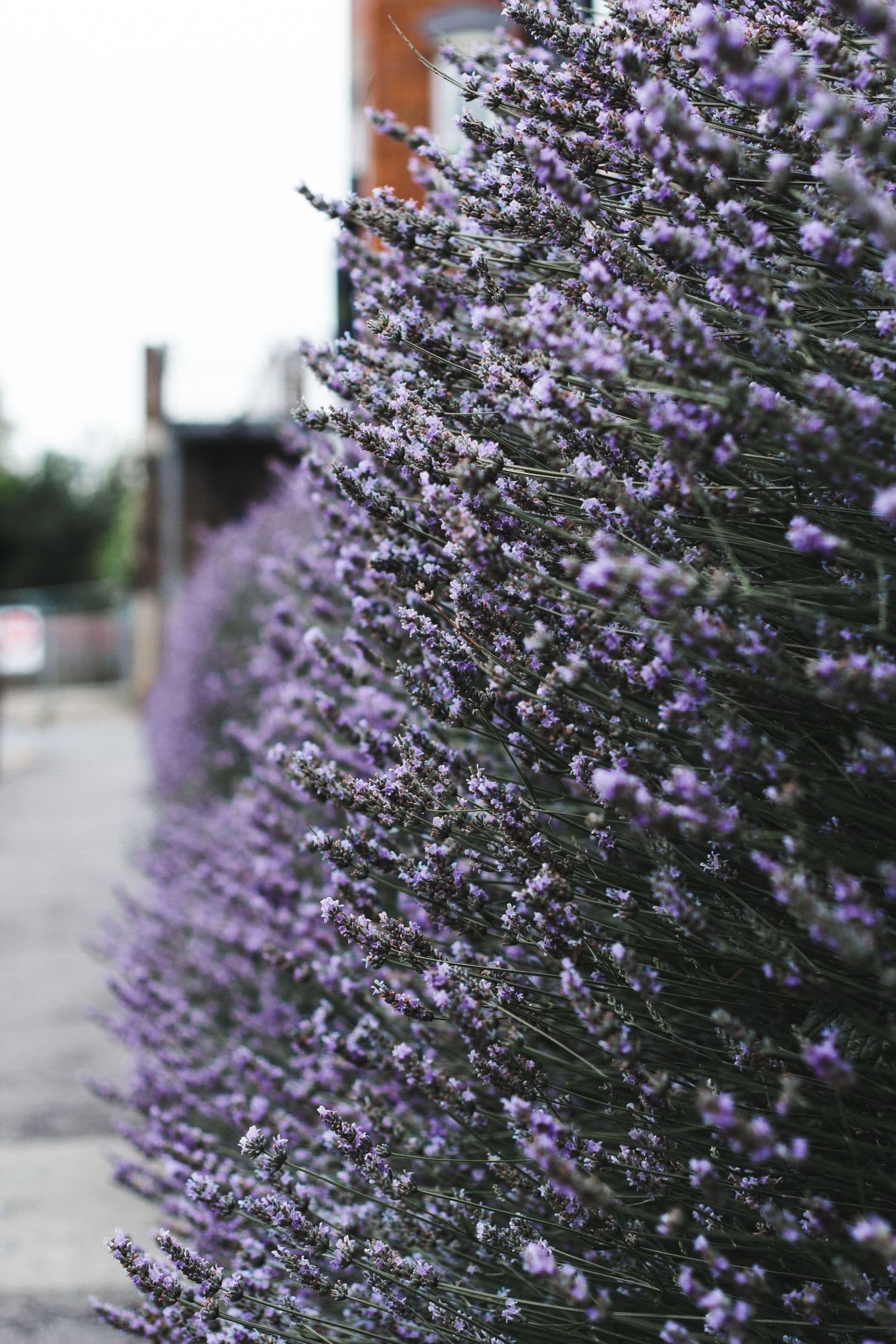 Lavender flowers forming a fragrant edge beside a walkway