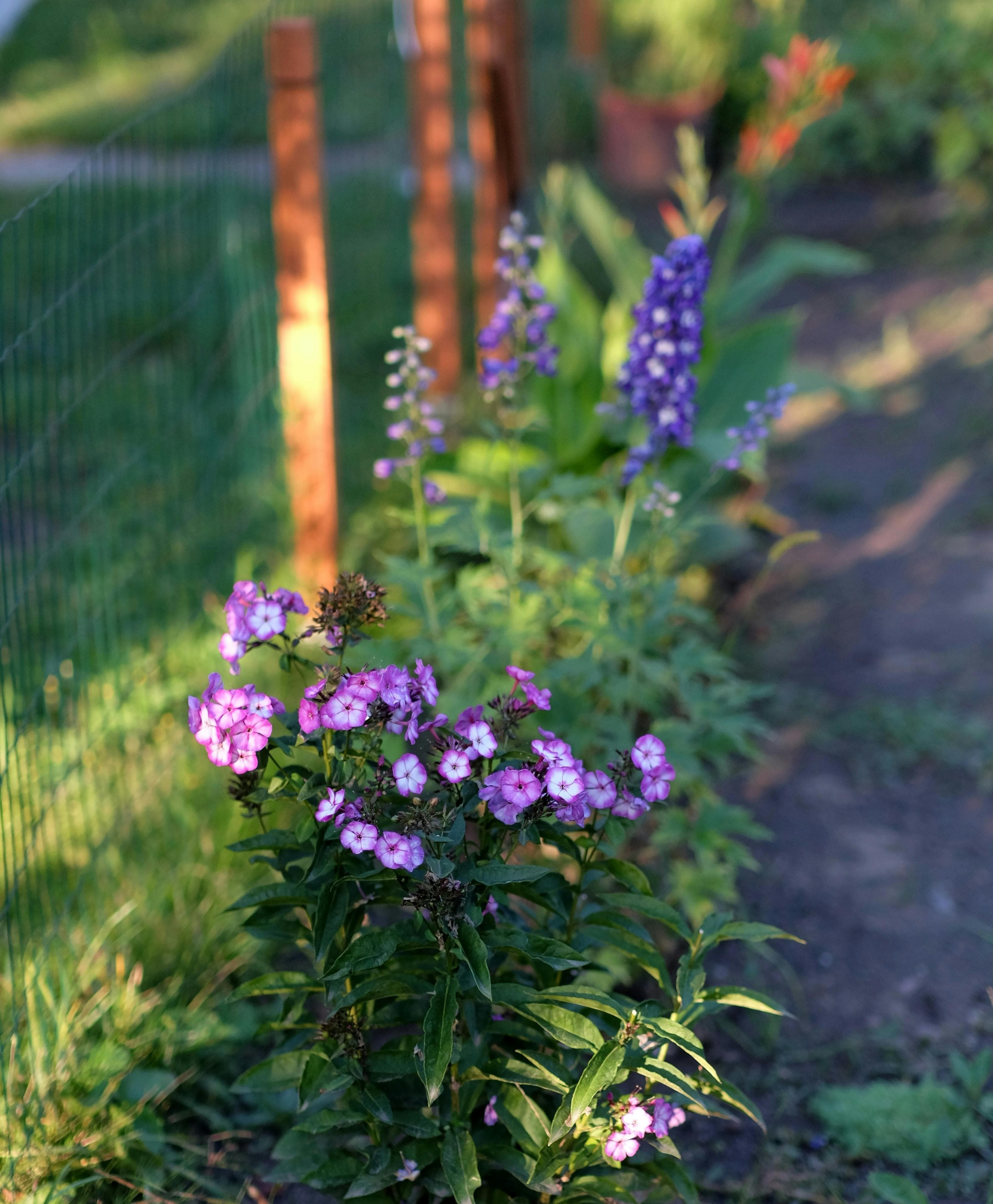 Repeated purple and pink flowers running beside a small garden fence