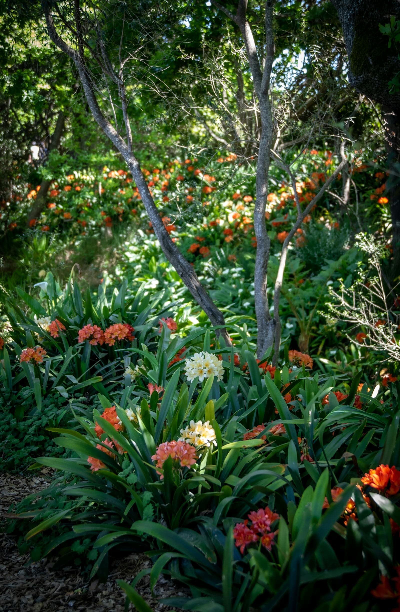 Shade Path Planting That Still Feels Bright