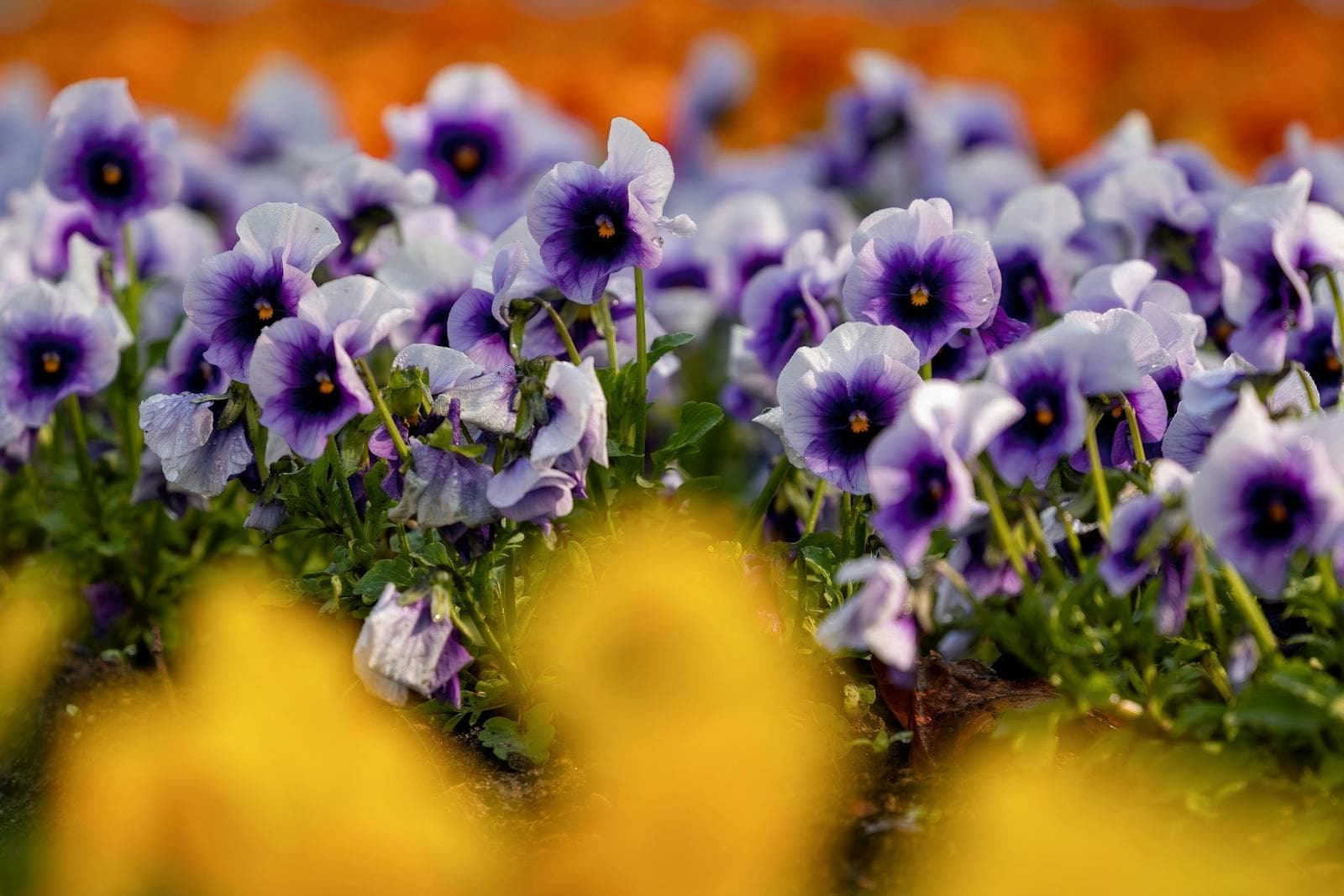 A Spring Flower Garden Countdown for Busy People