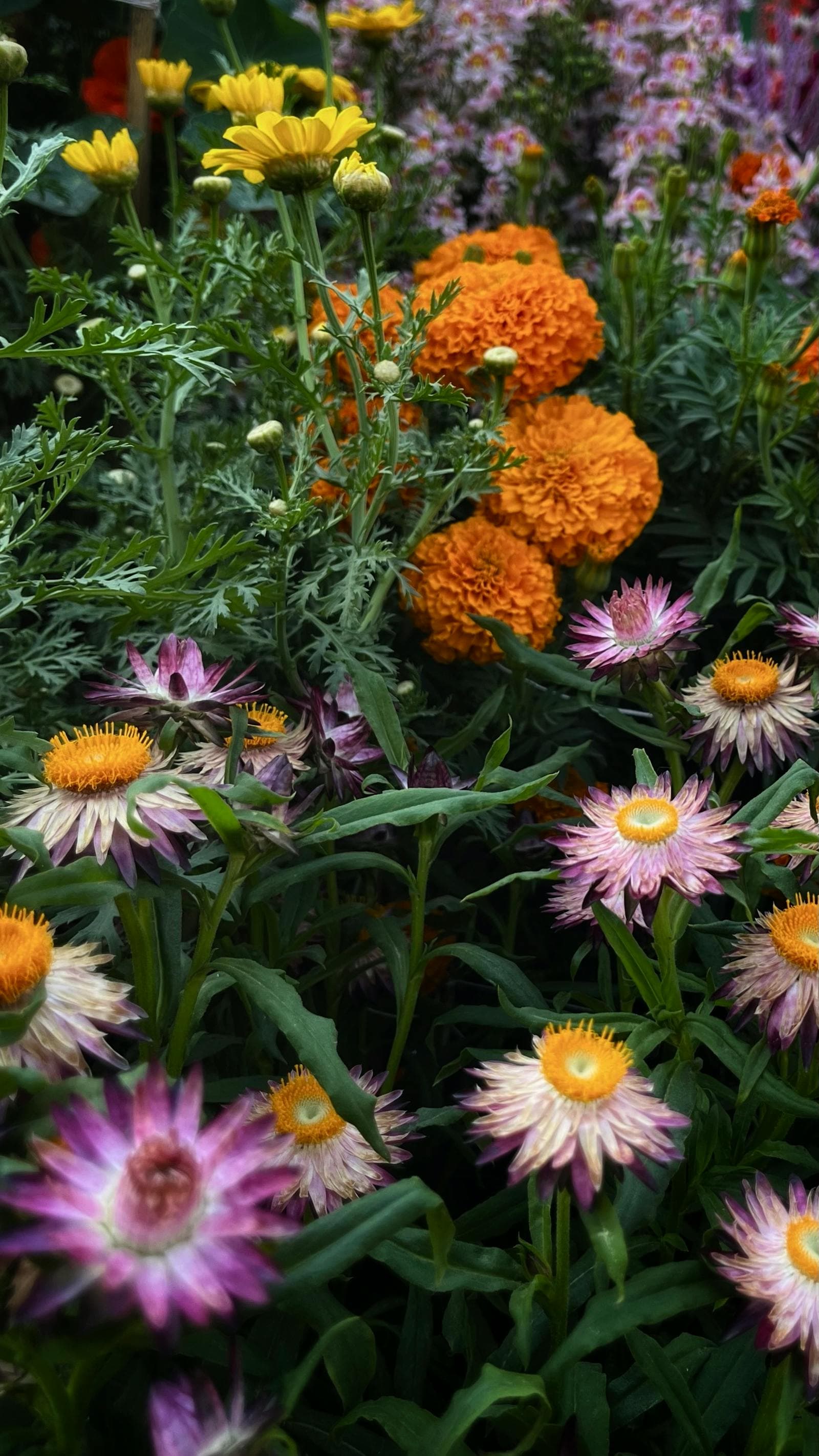 A Starter Flower Bed Built Around One Nursery Six-Pack
